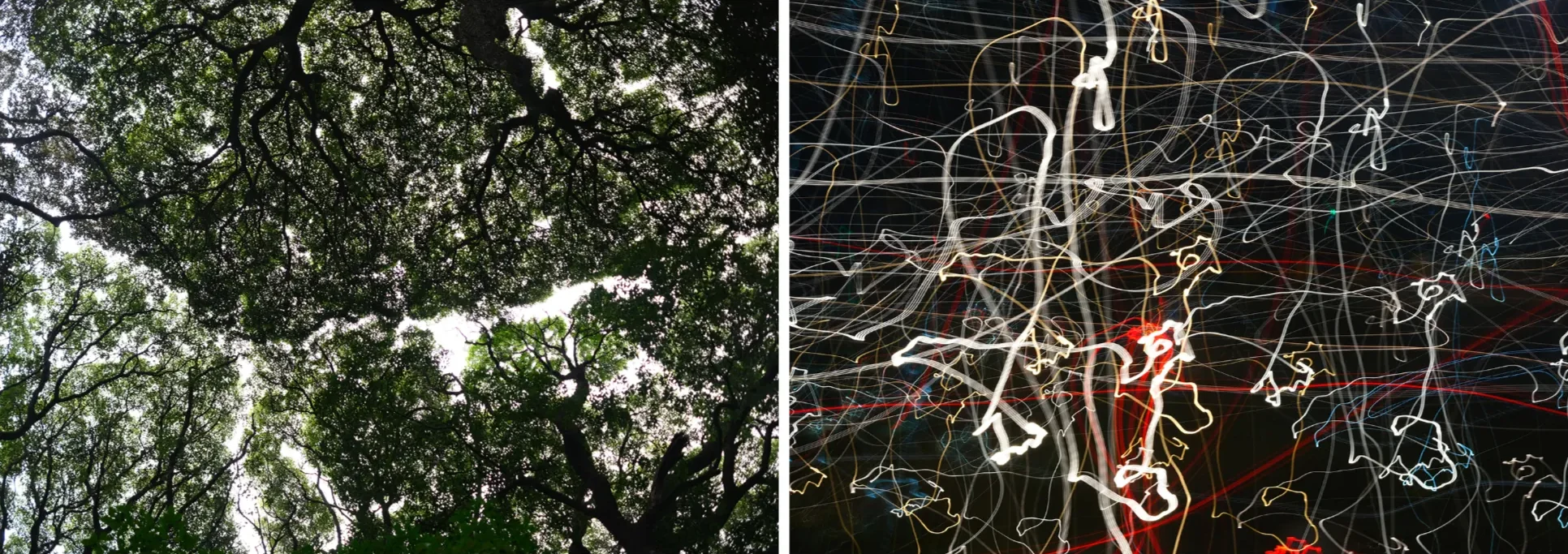 Diptych: a tree canopy seen from below, and tangled light trails at night
